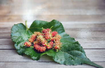 Fresh ripe mulberries fruit on mulberries green leaf, Ripe red mulberries, close-up