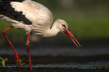 Bocian brodzący po błocie, wyszukujący pożywienia