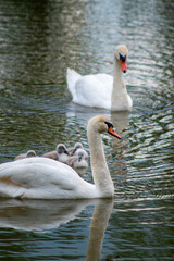 swan and his babies beautiful wallpaper