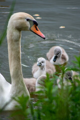 swan and his babies beautiful wallpaper