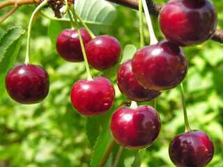 close-up of ripe cherries on a tree in the garden 