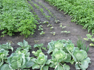 organically cultivated various vegetables  in the vegetable garden, summertime
