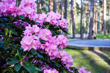 Pink flowers of Siberian rhododendron copy space.