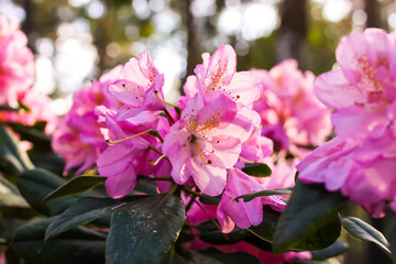 Pink flowers of Siberian rhododendron copy space.