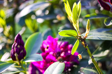 Pink flowers of Siberian rhododendron copy space.