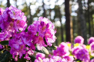 Pink flowers of Siberian rhododendron copy space.
