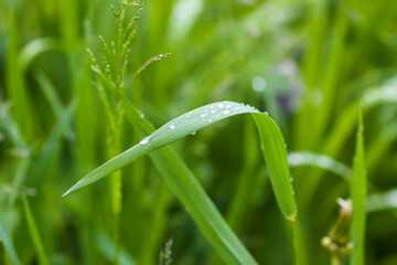 Close up of fresh grass with dew drops.