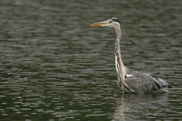 Grey heron swimming with beak open and another on its back