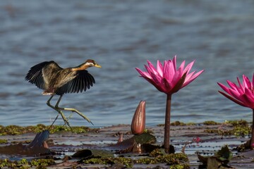 Bronze alights on water flowers in the mud