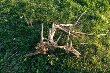 Dry reeds uprooted. Dry reeds with roots lie on the grass