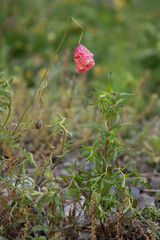 one poppy flower in the grass