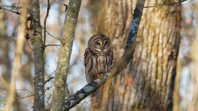Spotted owl (Strix varia) resting on a forest tree on a beautiful sunny day against blur background