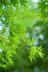 逆光に輝く新緑のモミジ縦構図