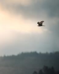 Big bird soaring above a grassy field.