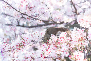 Squirrel on a branch surrounded by beautiful cherry blossom flowers in spring