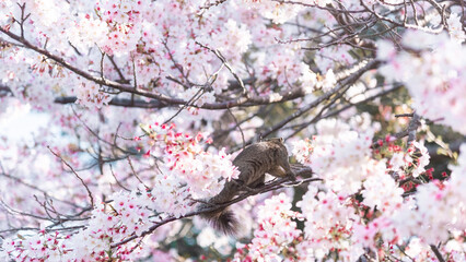 Squirrel on a branch surrounded by beautiful cherry blossom flowers in spring