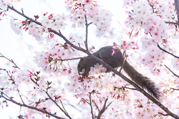 Squirrel on a branch surrounded by beautiful cherry blossom flowers in spring