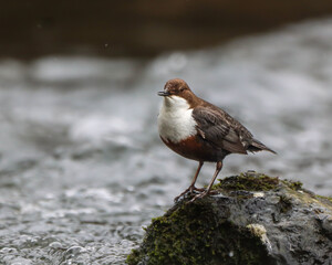 Closeup of a Dipper perched on a rock in a river