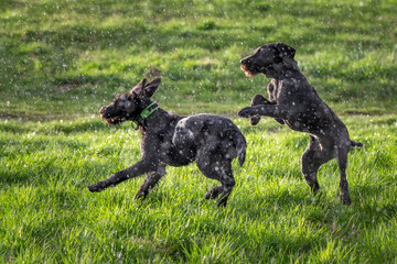 Hunting German Shorthaired Pointers playing in a lush green filed