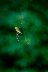 a green and black spider in the middle of a web