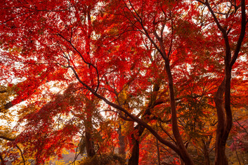 Autumn season in Tokyo