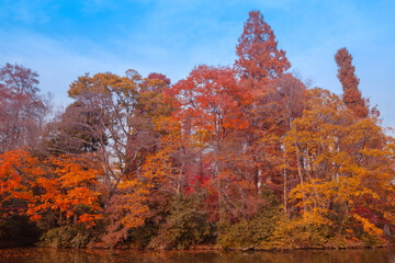 Autumn season in Tokyo