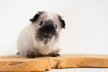 Fototapeta premium Closeup of a cute Guinea pig on a white background
