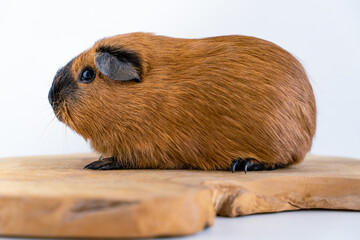 Closeup of a cute Guinea pig on a white background