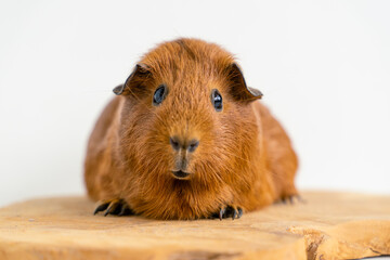Closeup of a cute Guinea pig on a white background