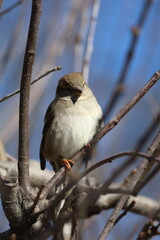 Image of a House Sparrow perched in a tree in early spring along the shores of Lake Ontario.