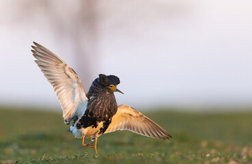 Common Crane with wings spread, standing on hind legs to land