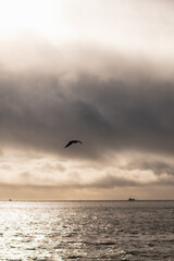 Seagull gracefully glides above the water during sunset