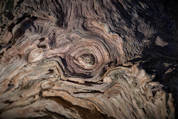 Withered tree stump, Duennwald Forest, Cologne, Germany
