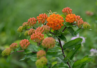 Butterfly weed, orange milkweed, Asclepias tuberosa, flowers, buds and leaves. Close-up.