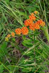 Butterfly weed, orange milkweed, Asclepias tuberosa, Vertical image of the whole plant with flower heads, buds, leaves and stem.