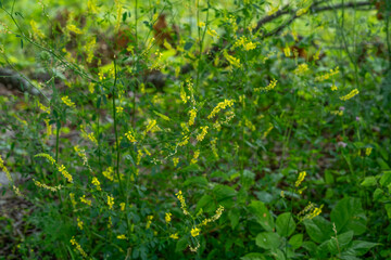 A thicket of Sweet Yellow Clover, Melilotus officinalis, showing many yellow, pea-like flowers on spikes and leaves on branched stems. Introduced, invasive species.