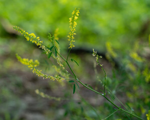 A closeup of the flower spikes and leaves of Sweet Yellow Clover, Melilotus officinalis. Introduced, invasive species.