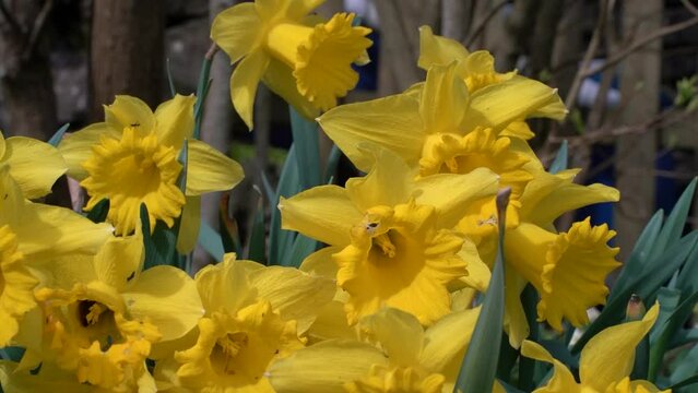 Closeup shot of a fly walking on daffodil flowers in the field on a sunny day with blur background