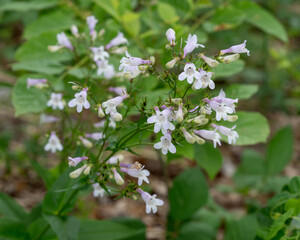 A close-up of the lavender and white flowers of Foxglove Beardtongue, Penstemon digitalis. © Donna Bollenbach