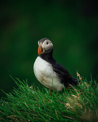 Atlantic puffin perched on the green grass