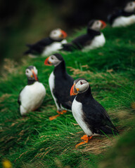 Colony of Atlantic puffins in natural habitat