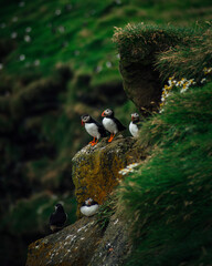 Colony of Atlantic puffins in natural habitat