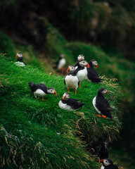 Colony of Atlantic puffins in natural habitat