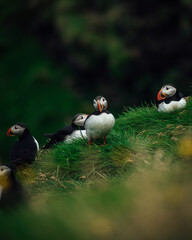 Colony of Atlantic puffins in natural habitat