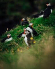 Colony of Atlantic puffins in natural habitat