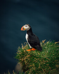 Atlantic puffin perched on the green grass