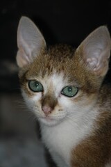 Brown and white cat with green eyes staring at the camera.