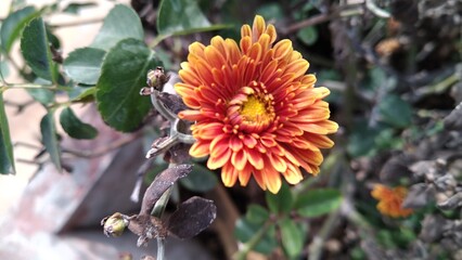 Beautiful orange-yellow colored flower blooming in India.