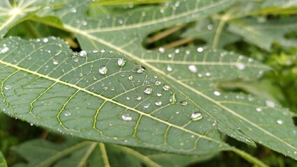 Closeup of droplets of water on a plant leaf after the monsoon rains in India.