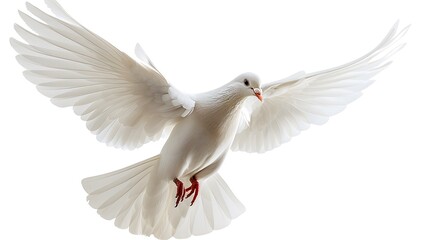 Fototapeta premium A white dove flies through the air against a white background. symbolizing freedom and peace. 